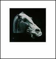 2003 - Horse 